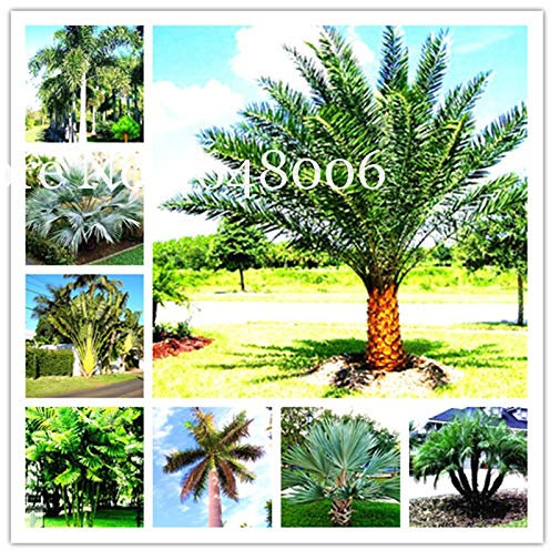 20 Chinese PC Palm Bonsai, Ornamental Plants Livistona Chinensis, High Evergreen Tree Fontana Palma Bonsai Happy New Year: Mixed: Seeds Only : Seeds Only