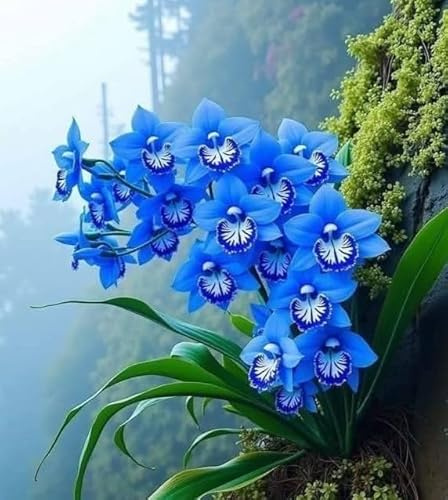 Mix Rizoma Di Cymbidium Orchidea, Resistenti Al Freddo E Alla Siccità, Facile Da Coltivare, Adatto A Primavera E Autunno-3 Rizoma-I