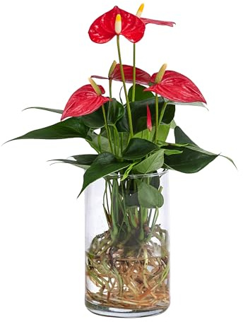 Dehner Waterplant Flamingoblume, rote Hochblätter, Ø 9 cm, Höhe 25 cm | Anthurium Red Champion, Wasserpflanze im Glas, pflegeleichte Zimmerpflanze, für halbschattige bis schattige Standorte