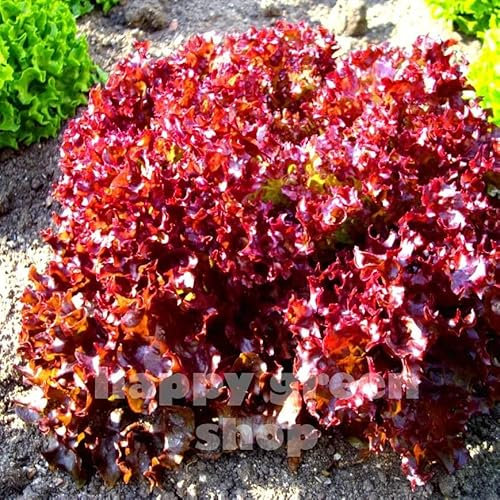 Lettuce Lollo Rosso - 1000 Seeds + freebie + Plant tag - Lactuca Sativa
