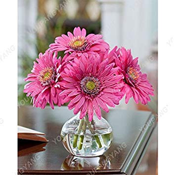 SEMI – 100 Stück Chrysanthemen, halb im Topf in einem Gefäß zum Selbermachen, wenn Sie den Garten in großen Mengen verwenden