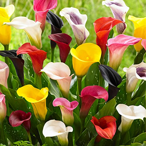 Calla Lilien Zwiebeln Winterhart Mehrjährig - Zantedeschia - 10 große Blumenzwiebeln, 5 Sorten Mix - Echte Pflanzen aus Holland - für Garten und Topf (große Knollen, kein Samen und nicht künstlich)