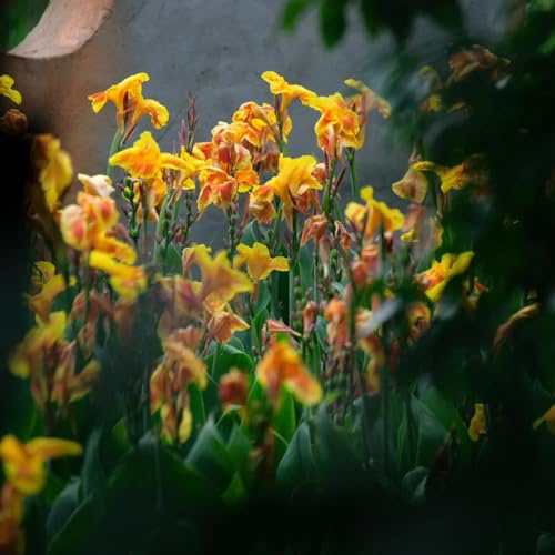 Bulbi di canna, resistenti all'esterno Canna indica, bulbi di estivi bulbi di precoci da balcone rare 8pcs