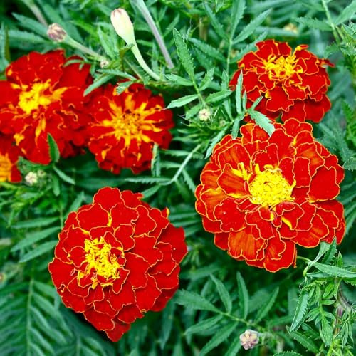 50 piezas semillas de tagetes perennes resistentes - resistentes al invierno para el jardín, rara semillas de al exterior, del balcon