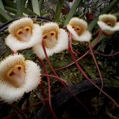 semi di orchidea faccia di scimmia, biologici Dracula simia, orchidea, roccioso sono resistenti decorazione del giardino 200pcs