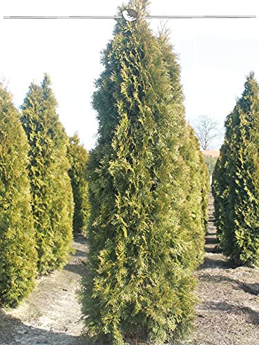 Lebensbaum Thuja Smaragd 160-180 cm im Topf. 7x Konifere: immergrün, winterhart