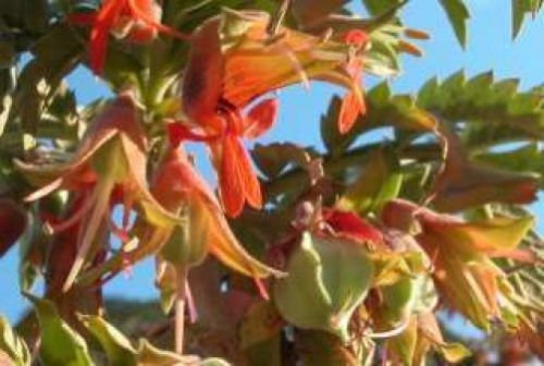 Melianthus comosus trapuntato millefiori 10 halb