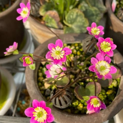leberblümchen bodendecker winterhart mehrjährig leberblümchensamen hochbeet für sonnige plätze steingartenpflanzen winterhart gartenblumen kräutergarten 450pcs