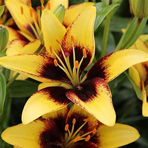 Dei Giardinieri Alle Prime Armi Giglio Sembra Nobile Ed Elegante Bulbi Di Giglio, Giglio Ha Un Odore Forte E Dolce Giglio, I Gigli Sono Adatti Per La Coltivazione -6bulbi-F