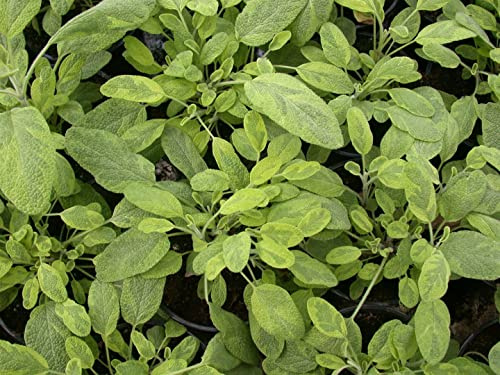 Bunter Salbei Salvia officinalis Icterina 11 cm Topf winterhart | Aromatische Blätter, dekoratives goldgelbes Laub, sonniger Standort, ideal zum Würzen, bienenfreundlich, schnittverträglich