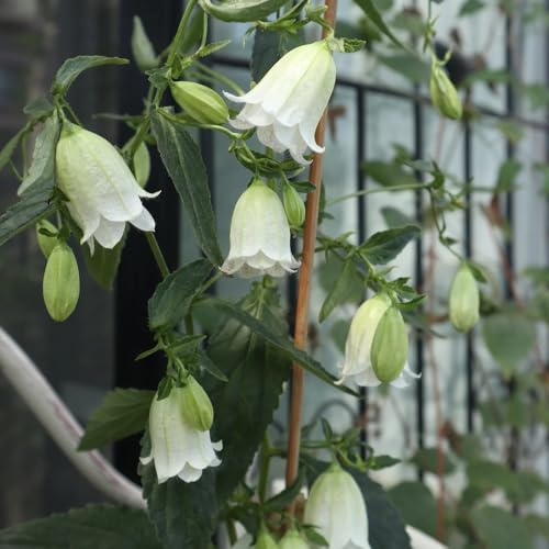 campanula, campanule - semi di tappezzanti resistenti al freddo balcone, recisi ornamentali per zone soleggiate giardino biologico decorazione 500semi