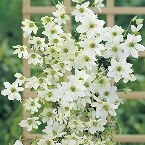 Potted Clematis Garden Evergreen Climbing Plant Baring White Flowers, a Hardy Shrub for Patios,Obelisks & Borders, Early Sensation Variety 1 x 2 Litre Pot by Thompson & Morgan