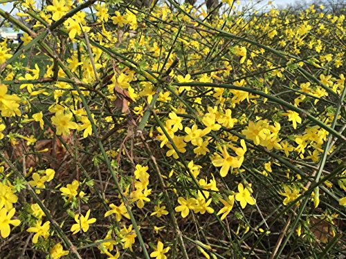 Jasminum nudiflorum 40-60 cm – Winterhart & Mehrjährig & Pflegeleicht – Winterjasmin – Kletterpflanze für Mauer & Rankhilfe