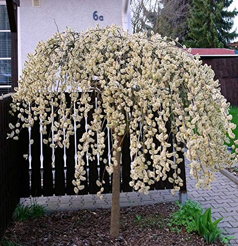 Salix caprea Pendula Kilmarnock hängende Kätzchenweide Weide Stamm Stämmchen viele Größen (Stammhöhe 120-125 cm)