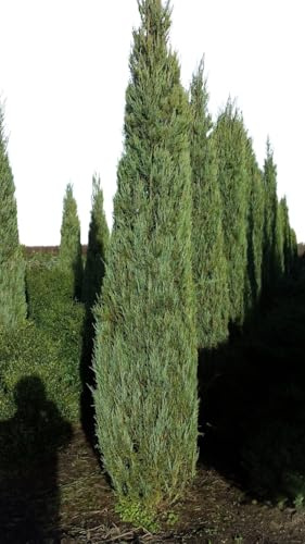 Raketen Wacholder Juniperus scopulorum Blue Arrow 80-100 cm hoch 7,5 L | Winterhart, immergrün & säulenförmig – pflegeleicht mit blauem Laub, ideal als Sichtschutz im Garten