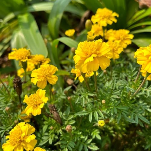 semillas de tagetes de caléndula resistentes para el jardín de caléndula orgánicas para lugares soleados en resistentes al aire libre 200pcs
