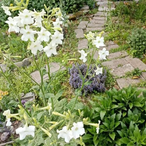 Semi di tabacco ornamentale - semi di giardino perenni resistenti all'inverno selvaggi interni balcone primavera 150pcs