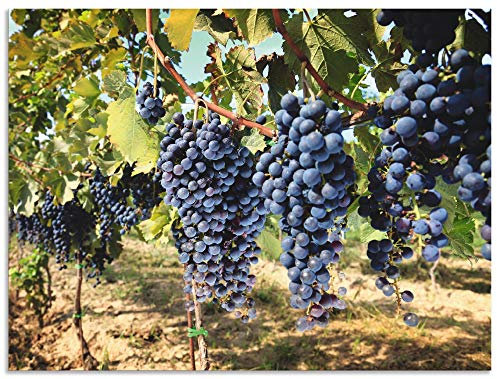ARTland Wanddeko Wandbild Alu Verbundplatte für Innen & Outdoor Bild Natur Landschaft Toskana Weintrauben Früchte Obst Blätter T5MU
