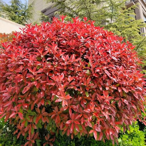 Semi di Photinia red robin - decorazione da appartamento, varietà antiche, balcone estremamente resistenti Perenni 400pcs