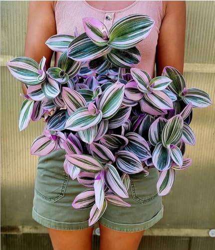 POWERS TO FLOWERS - TRADESCANTIA NANOUK XL VASO 16CM diametro, pianta vera
