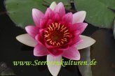 Mühlan Wasserpflanzen 1 SEEROSE Sorte Charles De Meurville, rote Blüte