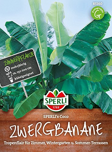 Sperli-Samen Zwergbanane