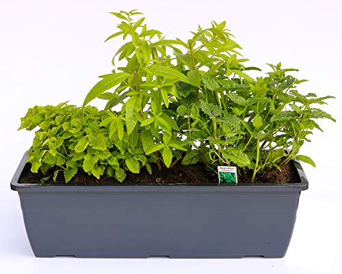 Kräuterkasten Limonaden Kräuter 40cm Anthrazitkasten mit je 1er Kräuter Pflanze: Zitronenverbene, Zitronenmelisse & Marokkanische Minze