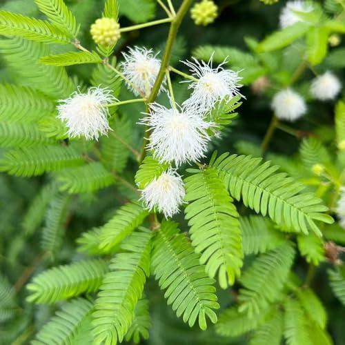 mimosen zimmerpflanze dekopflanzen topfpflanzen pflanzensamen bodendecker winterhart mehrjährig mehrjährige blumensamen pflanzenkübel wildblumen balkonblumen gartendeko für draußen 50samen