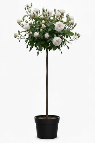 Rose 'Sweet Romanza' Rosen-Stamm - Weiße Blüte, 170–180 cm Gesamthöhe | Blühende Duftrose, Öfterblühend Juni–November, Winterhart