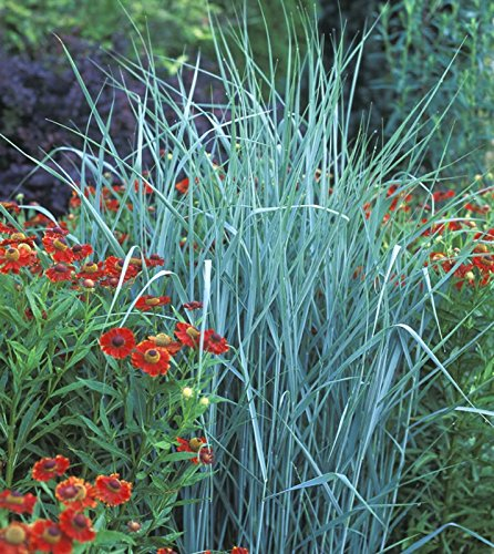 1 x Panicum virgatum 'Prairie Sky' im 1 Liter Topf (Ziergras/Gräser/Winterhart/Mehrjährig/Staude/Stauden) blaue Rutenhirse - Natürliche Leichtigkeit in kühlen Blautönen - von Stauden Gänge