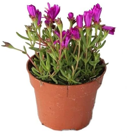 Mesem Planta Natural Suculenta con Flores de Colores Perfecta para Jardines y Terrazas