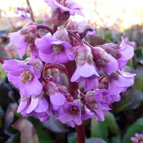 6x Altai Bergenie - Bergenia cordifolia ‘Purpurea’ - Topf 9x9cm