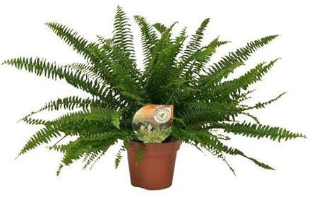 Schwertfarn – Nephrolepis Green Lady – Boston-Farn – Ø17cm – Höhe ca. 40cm – Pflegeleichte Zimmerpflanze – Tropische Grünpflanze mit federartigen Wedeln
