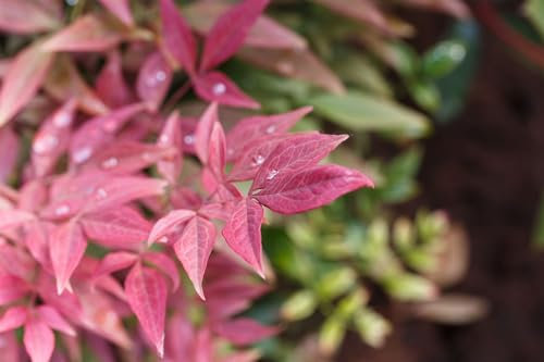 Nandina domestica 'Blush Pink' 30-40 cm – Winterhart, Immergrün, Pflegeleicht – Himmelsbambus – Zierstrauch für Kübel & Beet