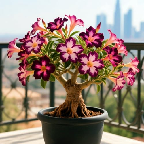 Eleganza Rosa del Deserto bulbi,piante Resistenti perenni,bulbi da fiore a fioritura,adatti per la semina immediata,Adenium Obesum, pianta vera(non artificiali)-1 bulbi-C