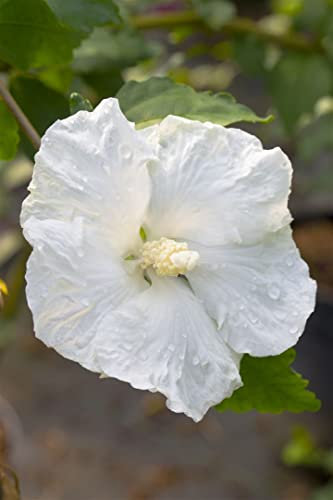 Gartenhibiskus Hibiscus syriacus Eleonore 40-60 cm winterhart