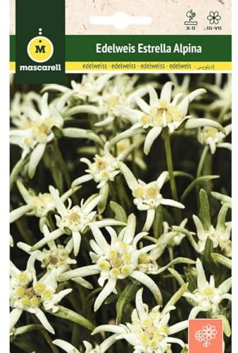 Mascarell Semillas, EDELWEIS-ESTRELLA ALPINA, Semillas Flores Exterior para Decoración, 0,1 Gramos
