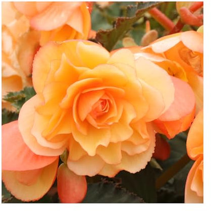 Begonia Fragrant Falls Peach - 6 Starter Plants Beautiful Begonias - Vibrant Bedding Plants. Ready for pots or Hanging Baskets Plants Online.Summer Garden