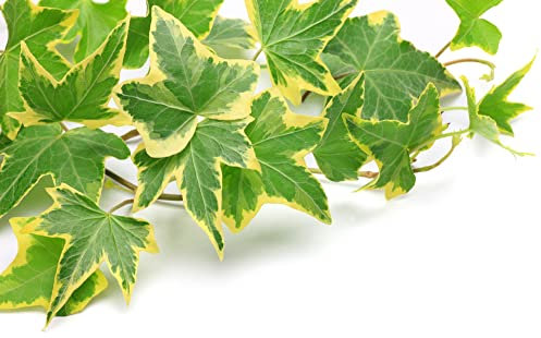 Houseplant - Variegated English Ivy - 1 x Full Plant in 1 Litre Pot - Ivy Plants - Indoor Plant - Premium Quality Plants