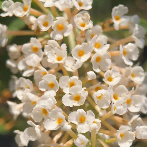 schmetterlingsflieder wildblumensamen mehrjährig winterhart sommerflieder mehrjährige blumensamen balkongewächshäuser exotische zimmerpflanzen Schmetterlingsstrauch blumenwiesensaat 350samen