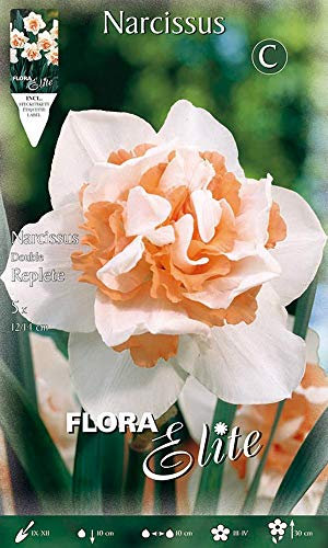 BULBI AUTUNNALI NARCISO REPLETE - Paquete de 5 bulbos