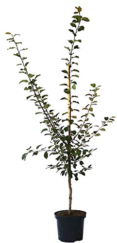 Pflaumenbaum Hauszwetsche Zwetschenbaum Pflaume Buschbaum 110-140 cm 9,5 Liter Topf, St. Julien A