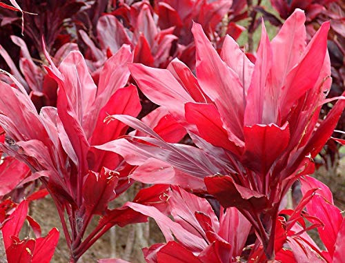 Hawaiian Red Ti Plant Logs ~ Grow Hawaii by Kanoa Hawaii