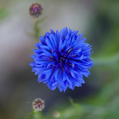 Eden Brothers Cornflower/Bachelor Button Seeds - Dwarf Blue