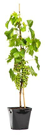 Vitis vinifera 'Vanessa' 60–100 cm – Winterhart, Mehrjährig – Tafeltraube – Kletterpflanze für Pergola & Rankhilfe