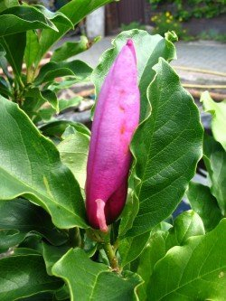 rot blühende Tulpenmagnolie Magnolia soulangiana Susan 60-80 cm hoch im 5 Liter Pflanzcontainer