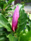 rot blühende Tulpenmagnolie Magnolia soulangiana Susan 60-80 cm hoch im 5 Liter Pflanzcontainer