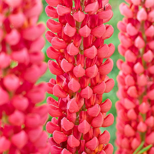Lupin Towering Inferno Hardy Herbaceous Perennial Red Flowering Ornamental Shrub (20-30cm Incl. Pot)
