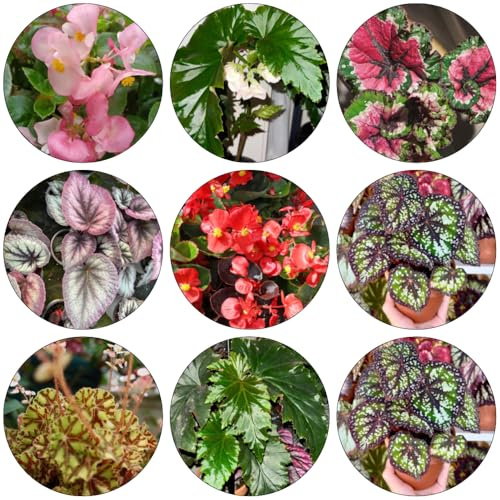 begonien topfpflanzen draußen winterhart kräutersamen zimmerpflanze kräuterbeet indoor kräuterbeet winterharte stauden mehrjährig kräutergarten wildkräuter pflanzendeko pflanztöpfe 200samen