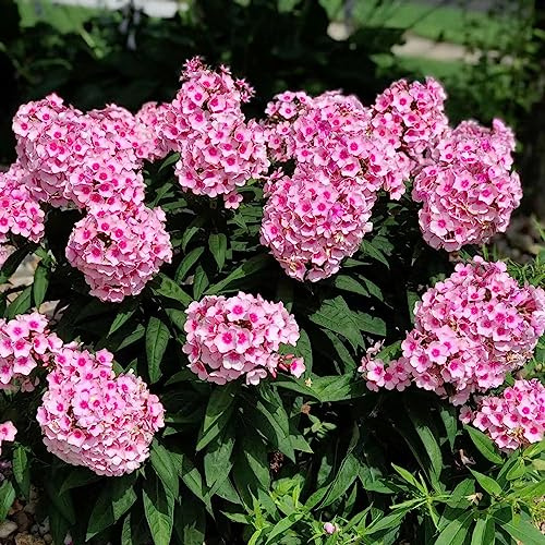 Phlox de alfombra - flox subulata de semillas exóticas verano semillas balcón decoración 300pcs